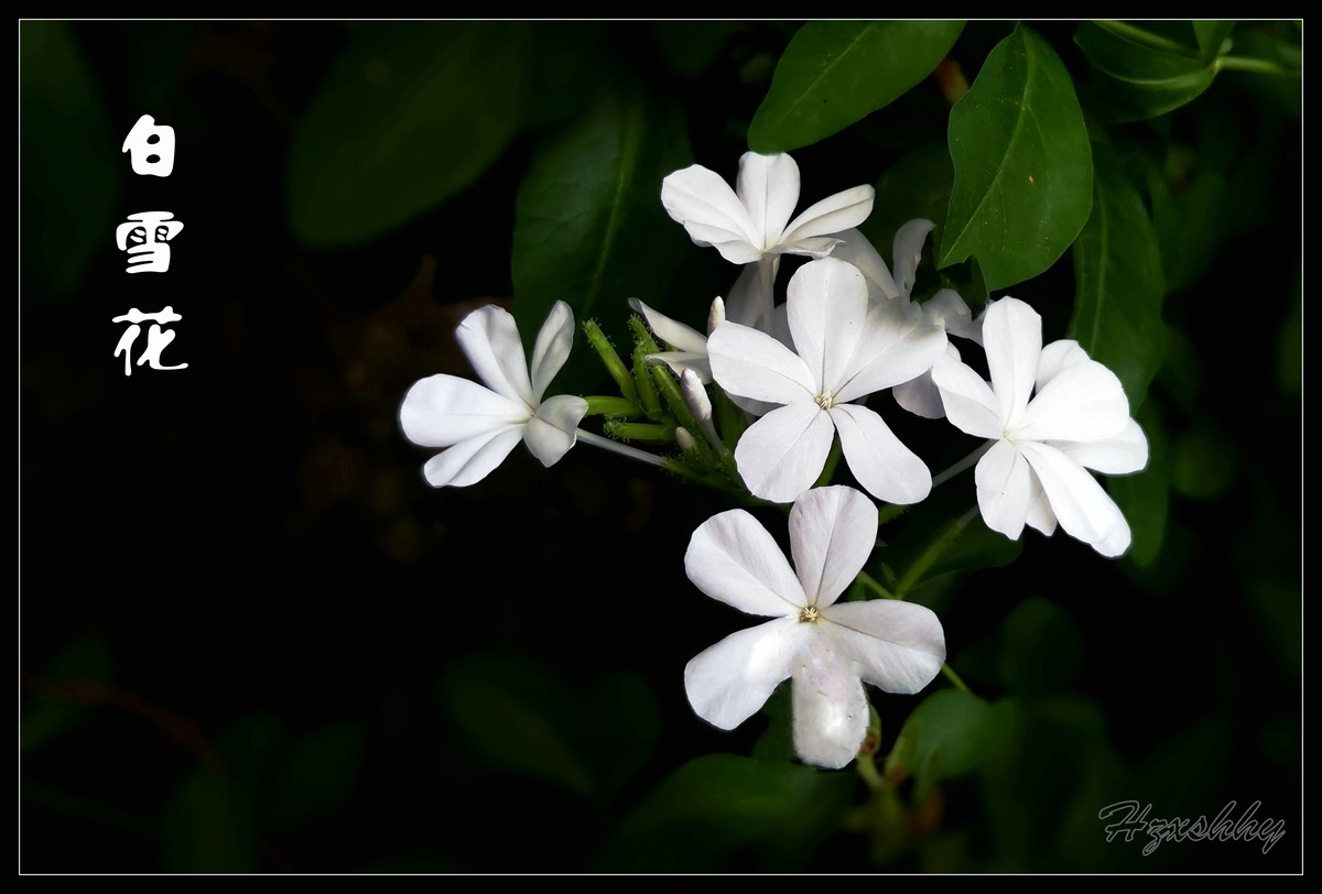 白雪花（2024275）