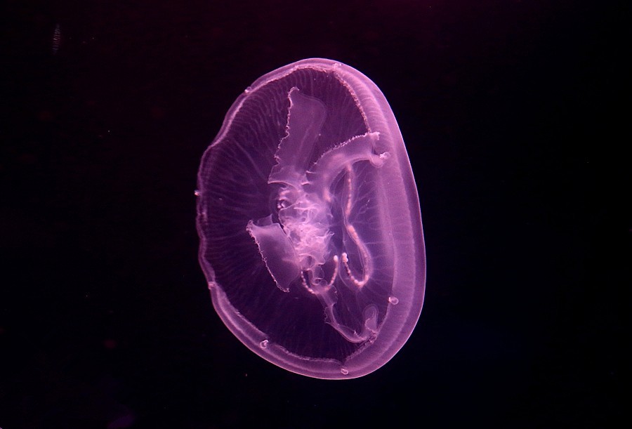 《不老松：纪实摄影》【山河锦绣】（18）雄安郊野公园：海洋舘：灯光下的水牡！(1)