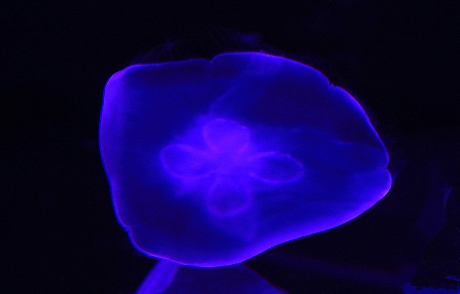 《不老松：纪实摄影》【山河锦绣】（18）雄安郊野公园：海洋舘：灯光下的水牡！(1)