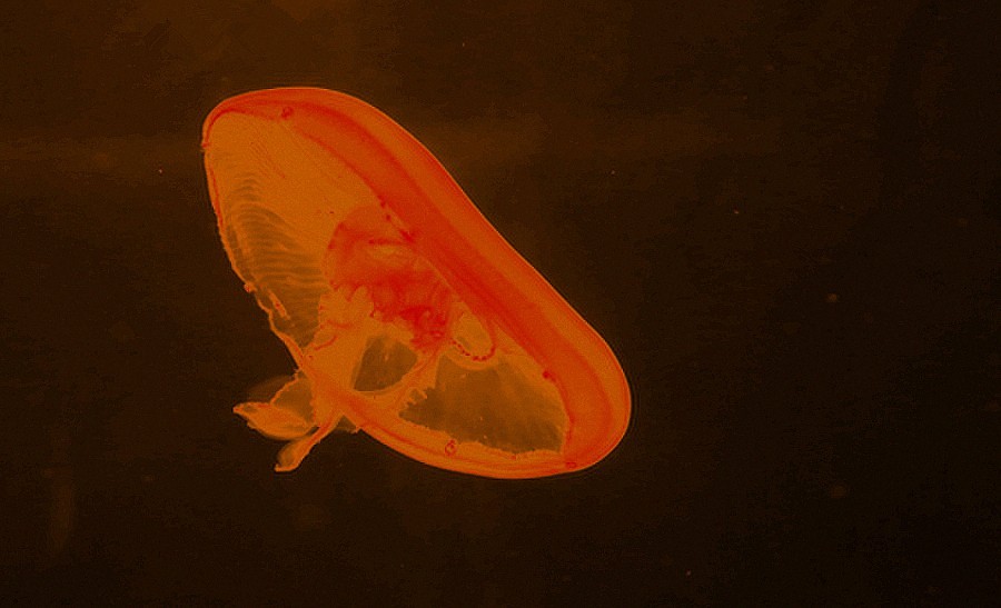 《不老松：纪实摄影》【山河锦绣】（18）雄安郊野公园：海洋舘：灯光下的水牡！(1)