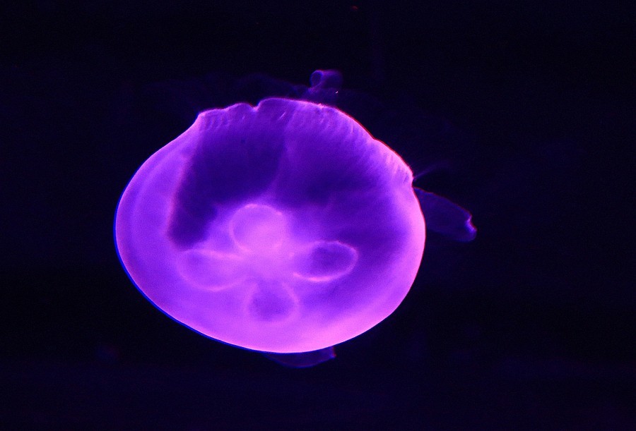 《不老松：纪实摄影》【山河锦绣】（18）雄安郊野公园：海洋舘：灯光下的水牡！(1)