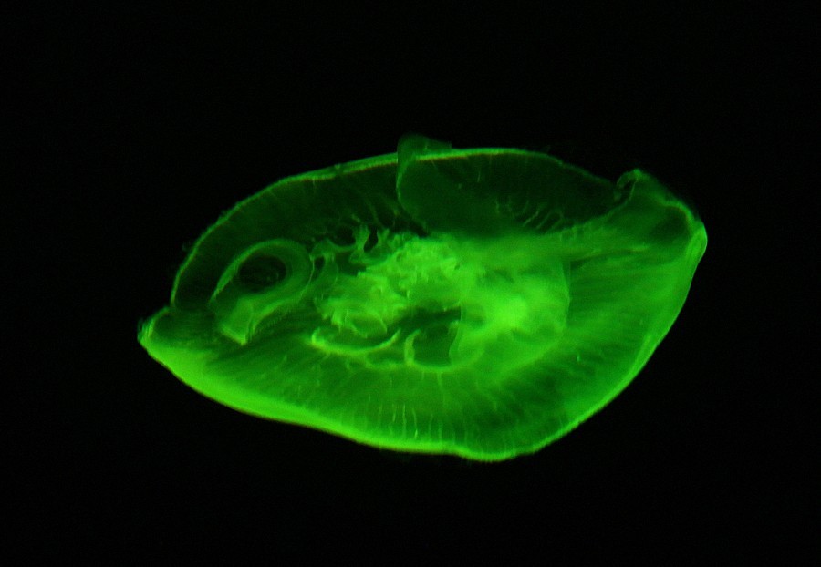 《不老松：纪实摄影》【山河锦绣】（18）雄安郊野公园：海洋舘：灯光下的水牡！(1)