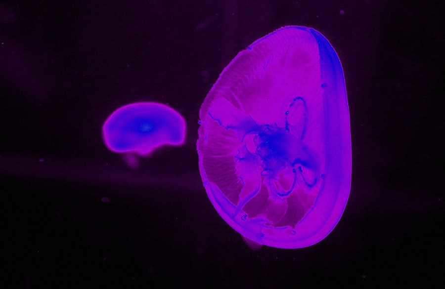 《不老松：纪实摄影》【山河锦绣】（18）雄安郊野公园：海洋舘：灯光下的水牡！(1)