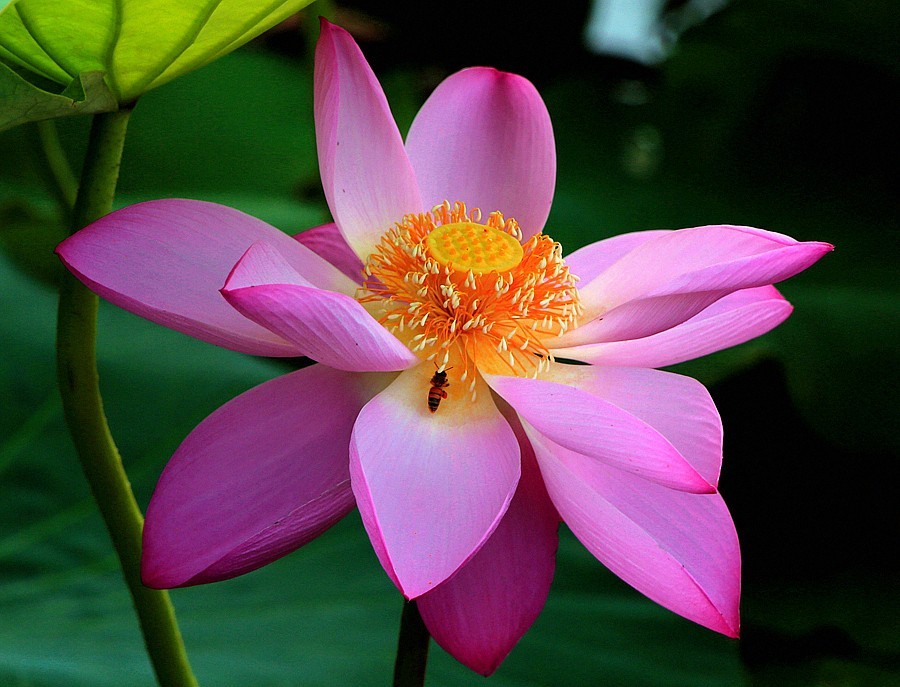 【不老松：纪实摄影】狮城公园荷花与蜜蜂！