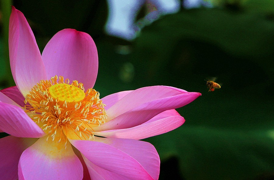 【不老松：纪实摄影】狮城公园荷花与蜜蜂！