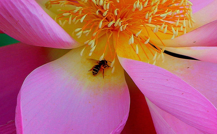 【不老松：纪实摄影】狮城公园荷花与蜜蜂！