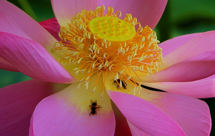 【不老松：纪实摄影】狮城公园荷花与蜜蜂！