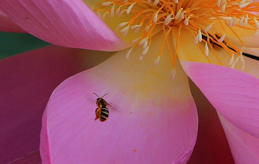 【不老松：纪实摄影】狮城公园荷花与蜜蜂！