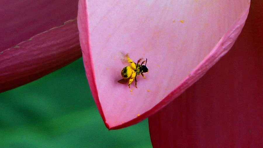 【不老松：纪实摄影】狮城公园荷花与蜜蜂！