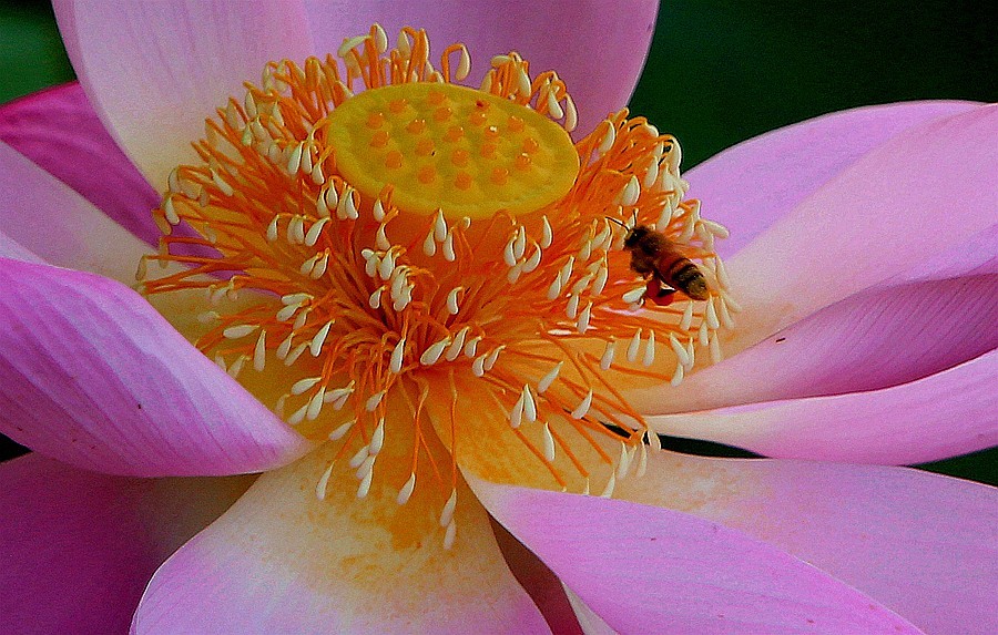 【不老松：纪实摄影】狮城公园荷花与蜜蜂！