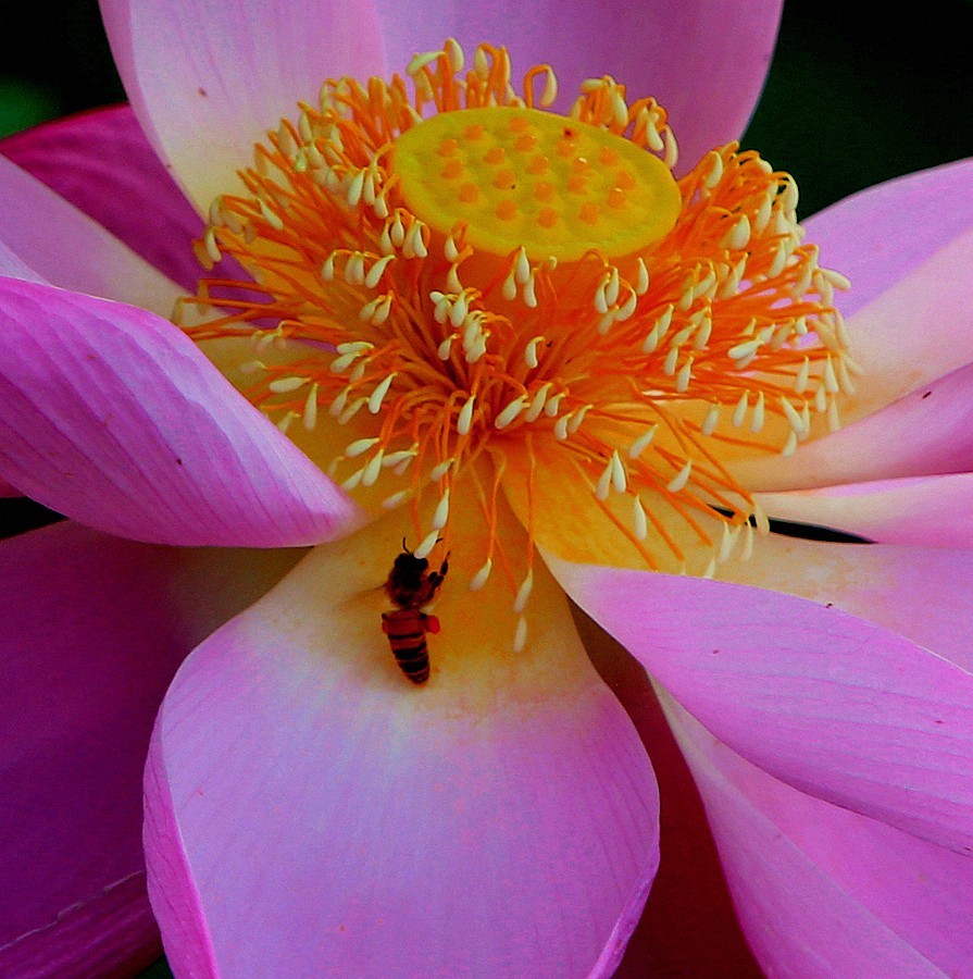 【不老松：纪实摄影】狮城公园荷花与蜜蜂！