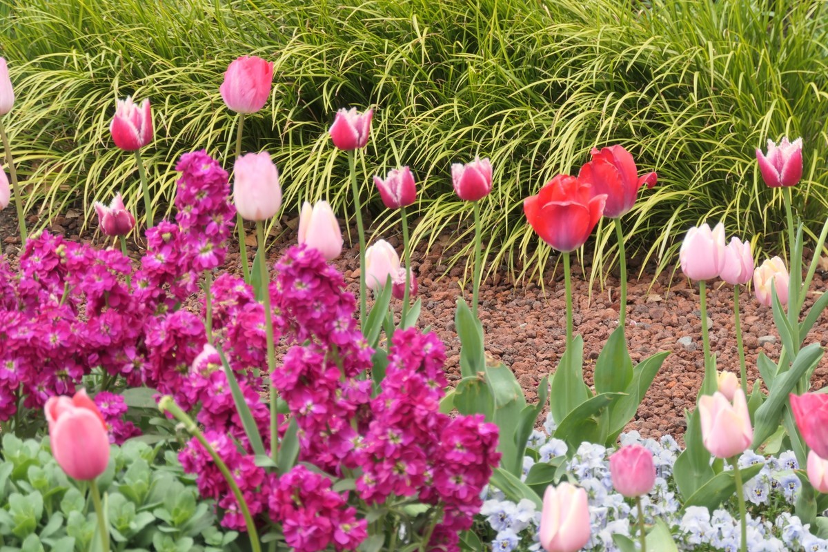 【上海中山公园春景】