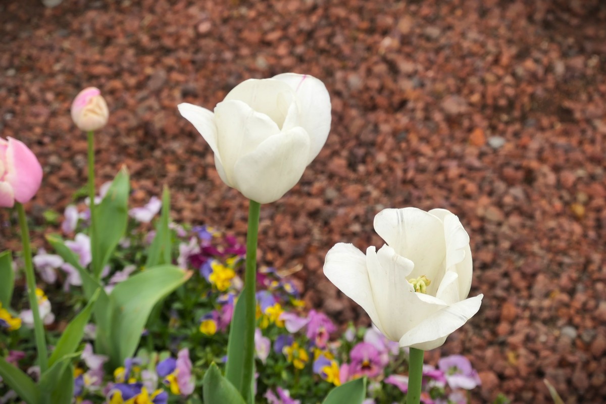 【上海中山公园春景】