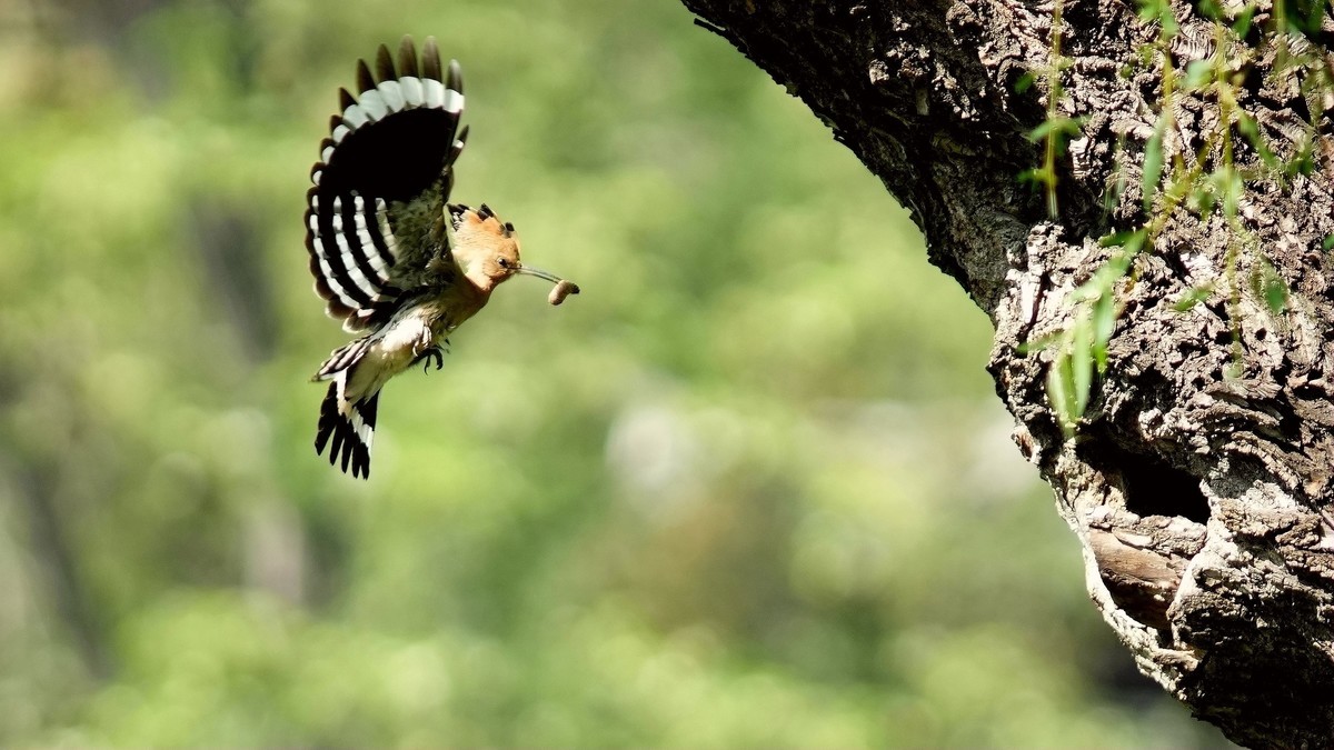 裕西公园戴胜育雏