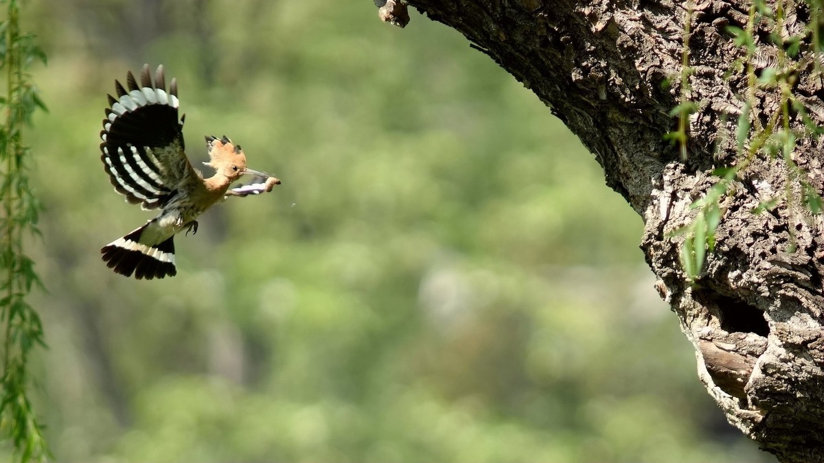 裕西公园戴胜育雏