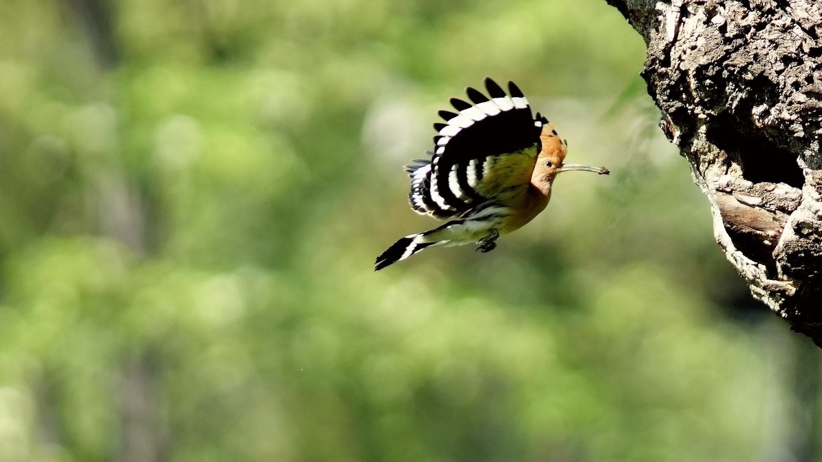 裕西公园戴胜育雏