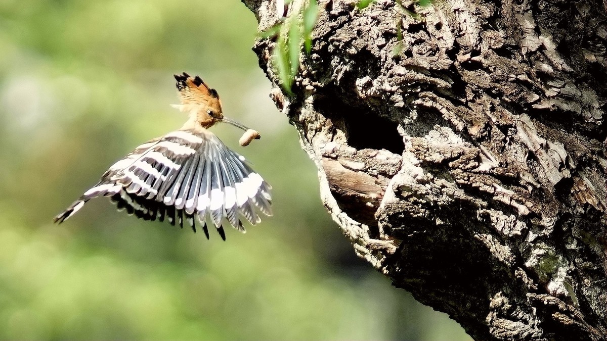 裕西公园戴胜育雏