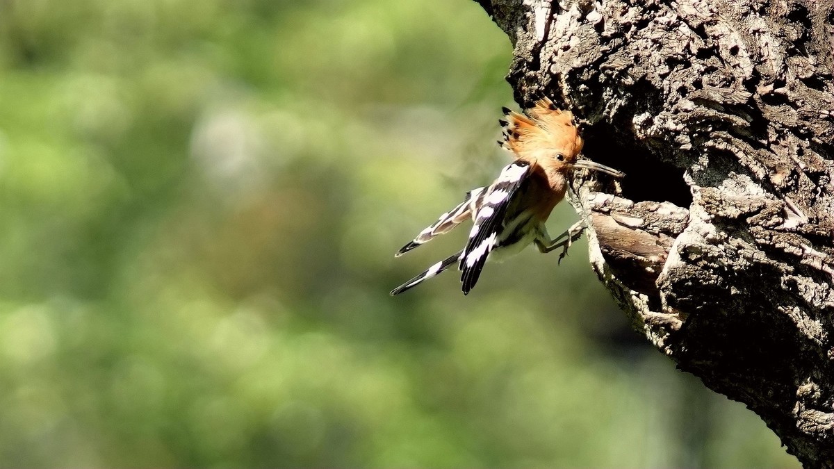 裕西公园戴胜育雏