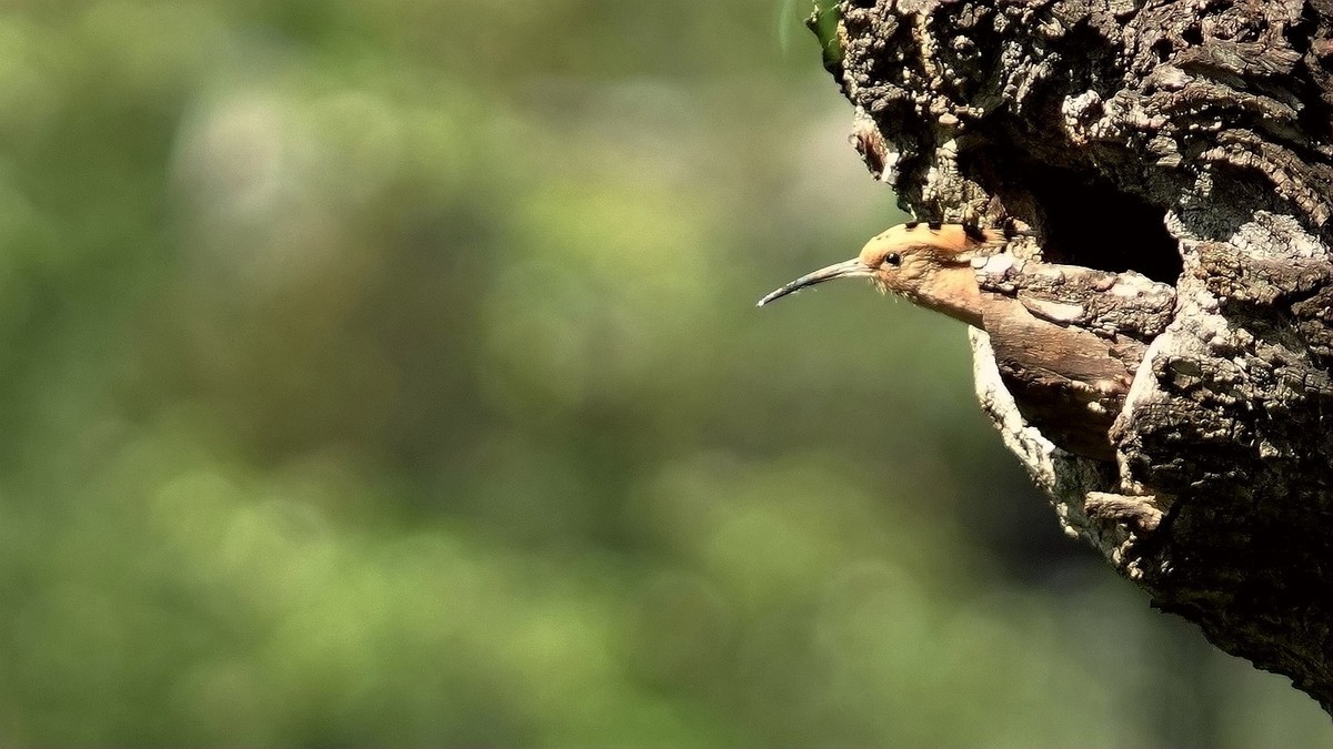 裕西公园戴胜育雏