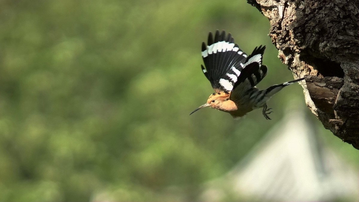 裕西公园戴胜育雏