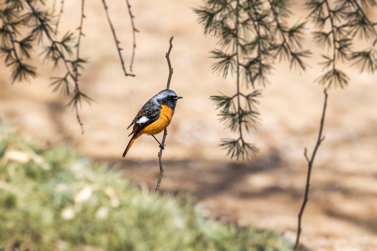 北红尾鸲（五）