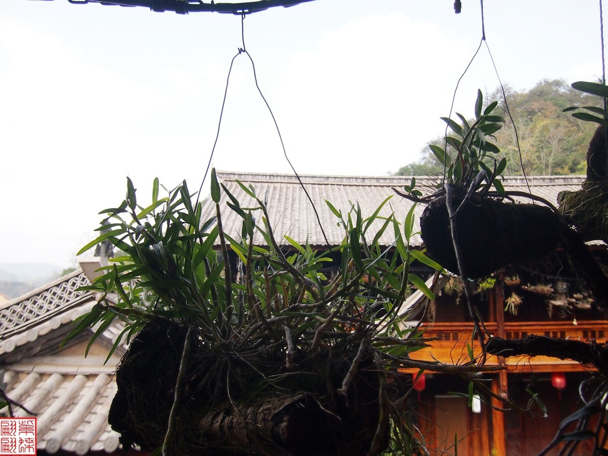 2023.12.21仙草秘境(11）