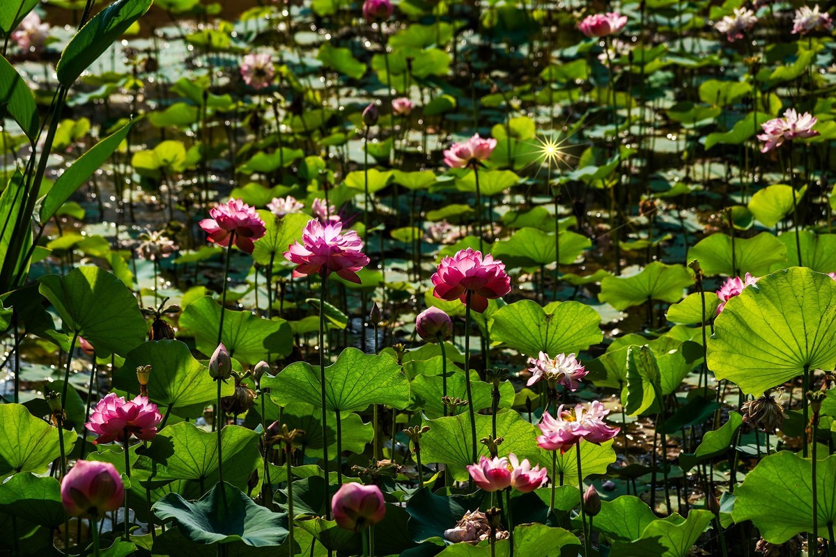 又到荷花盛开季-5