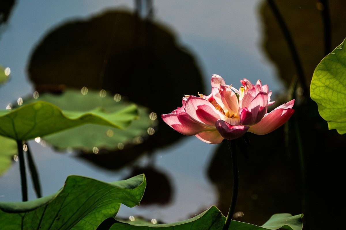 又到荷花盛开季-5