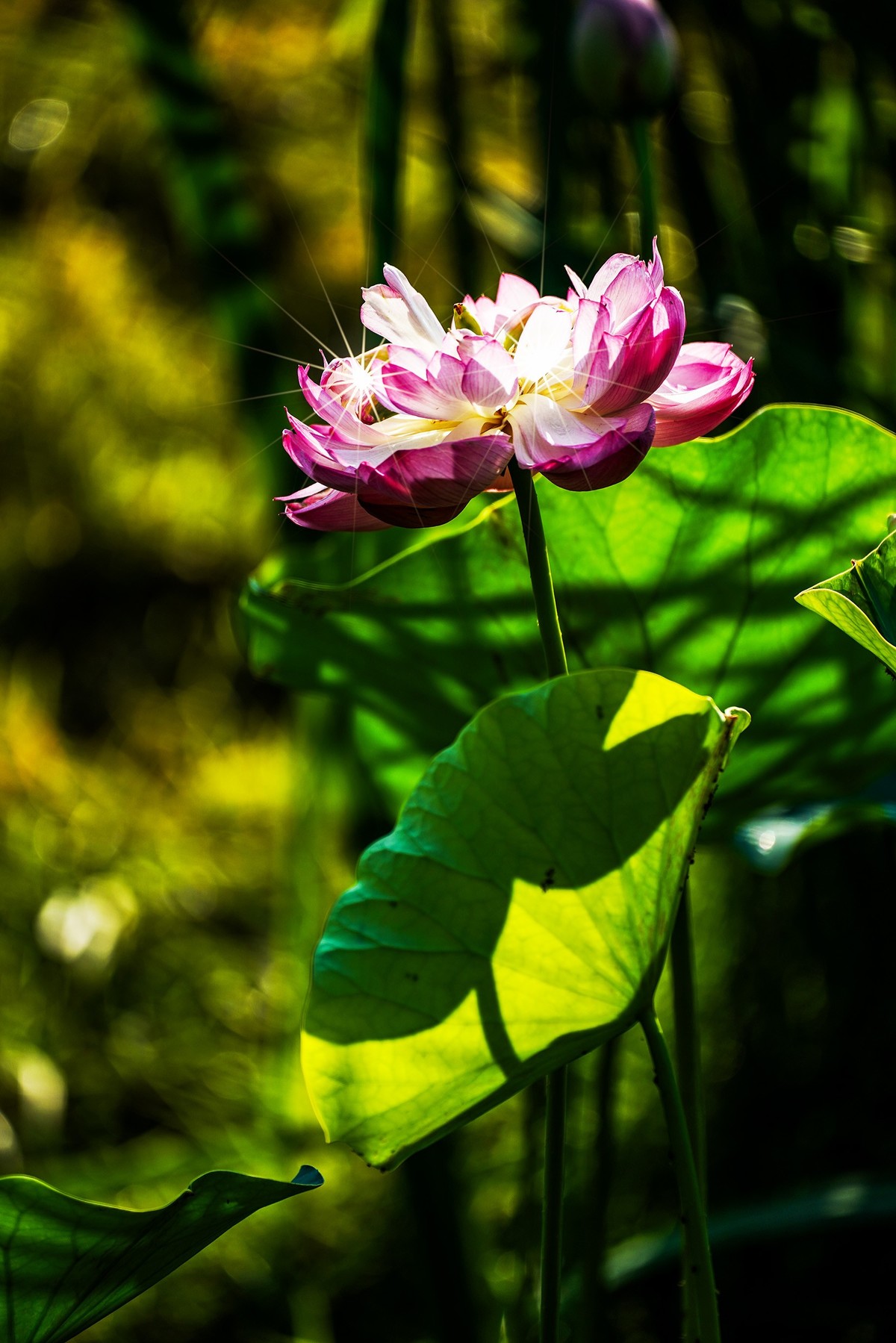 又到荷花盛开季-5