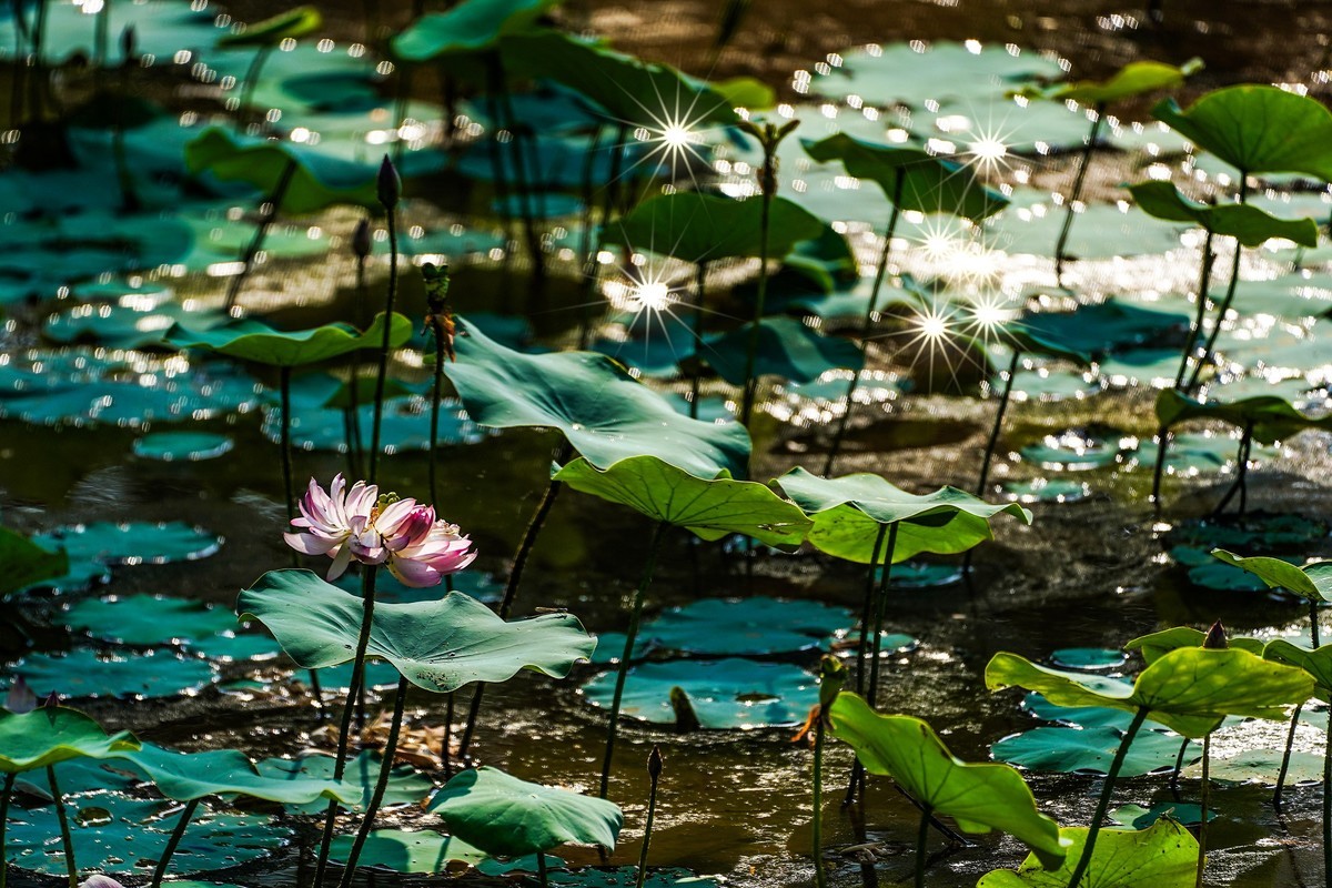 又到荷花盛开季-5