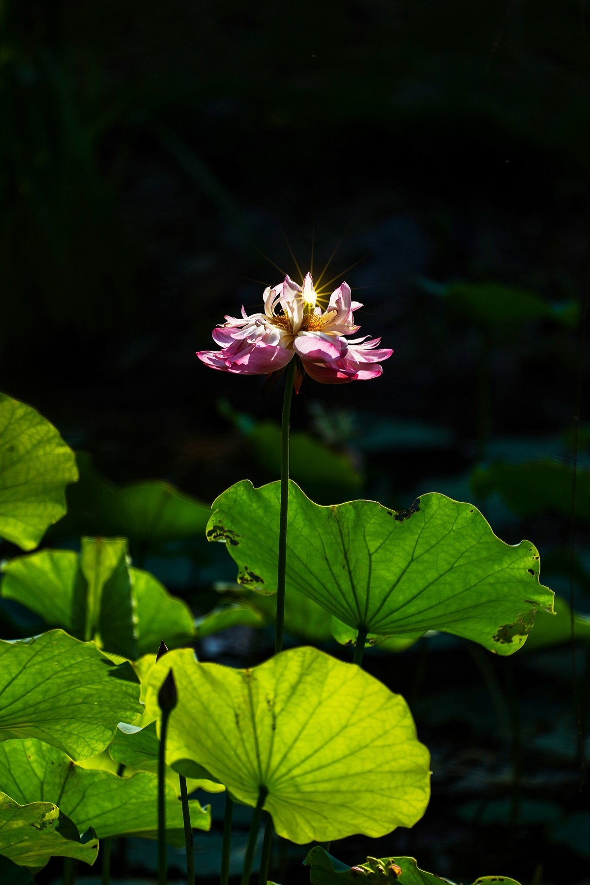 又到荷花盛开季-5