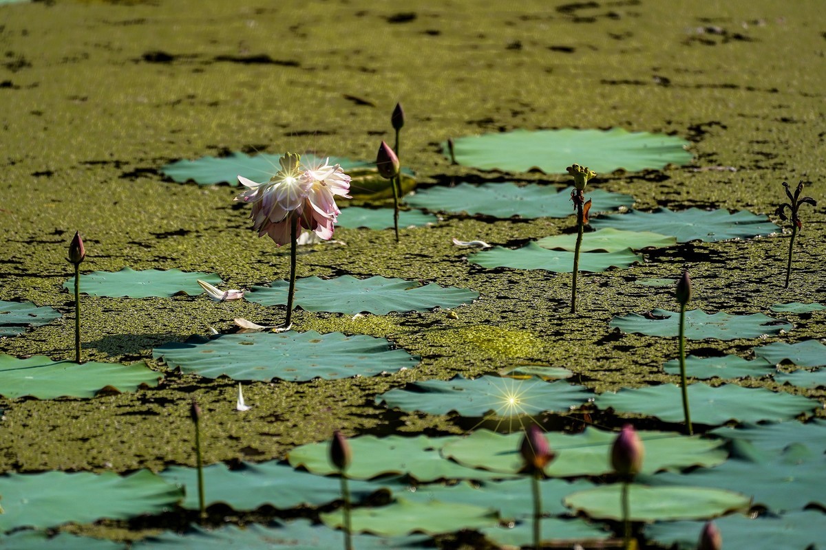 又到荷花盛开季-5