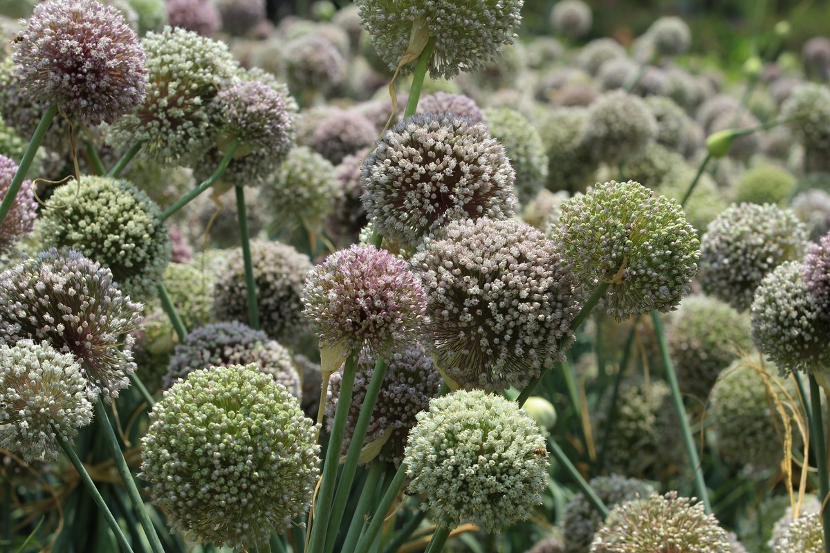 拍摄花卉一（640）