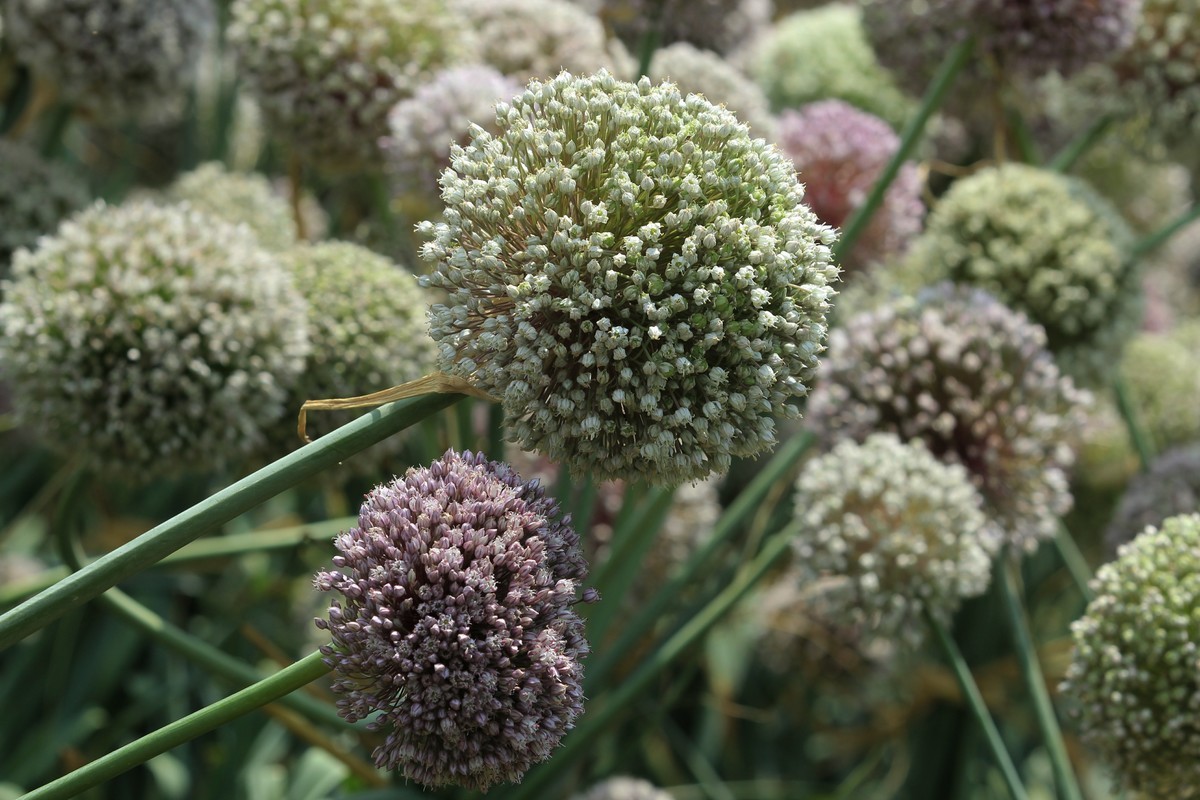 拍摄花卉一（640）