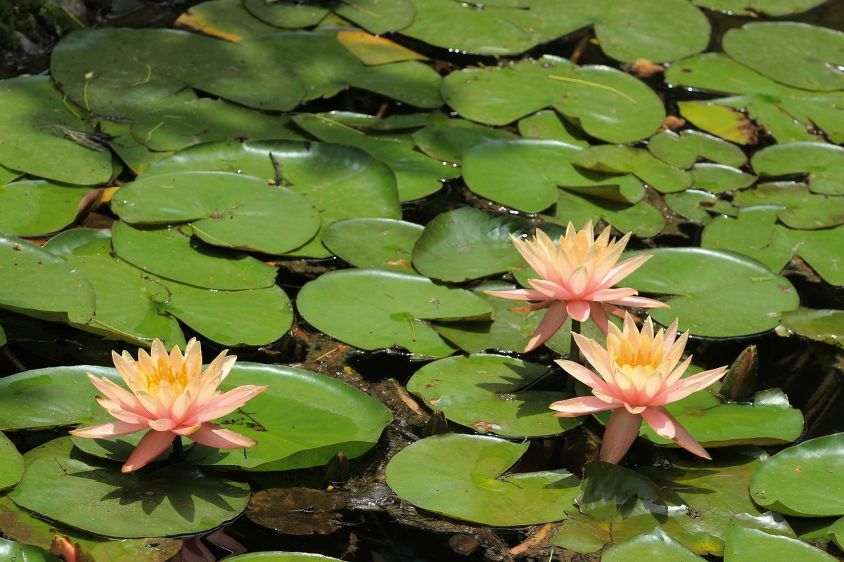 拍摄花卉一（640）