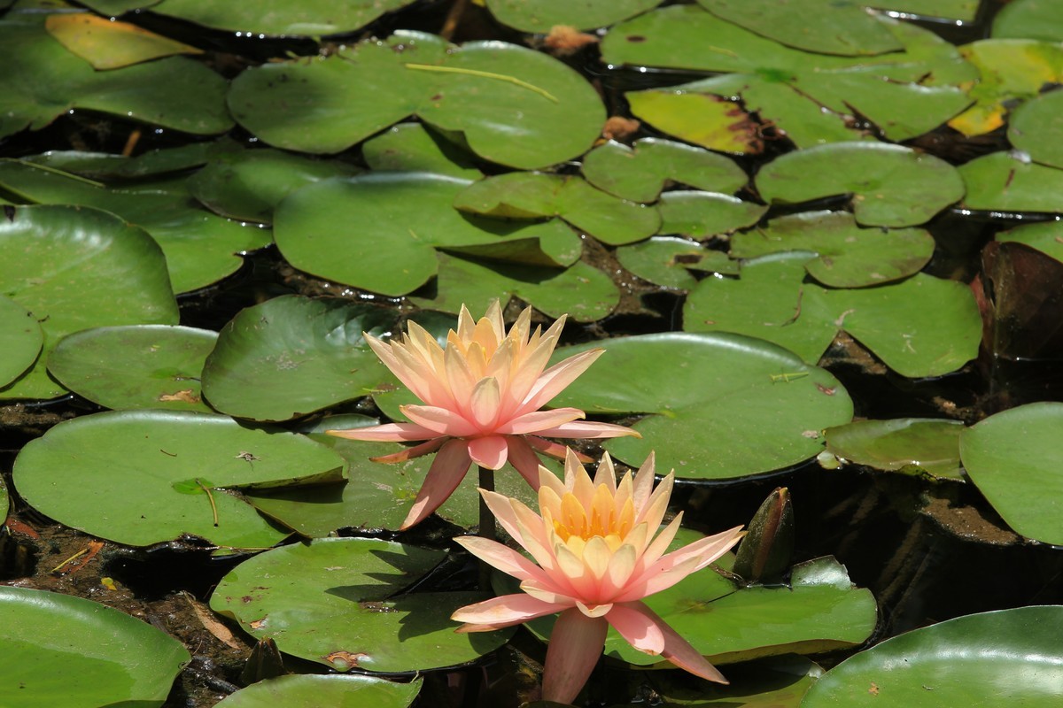 拍摄花卉一（640）