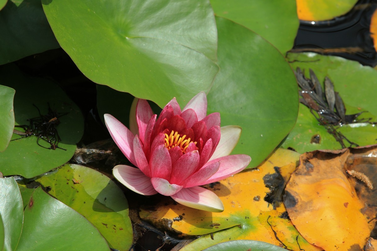 拍摄花卉一（640）