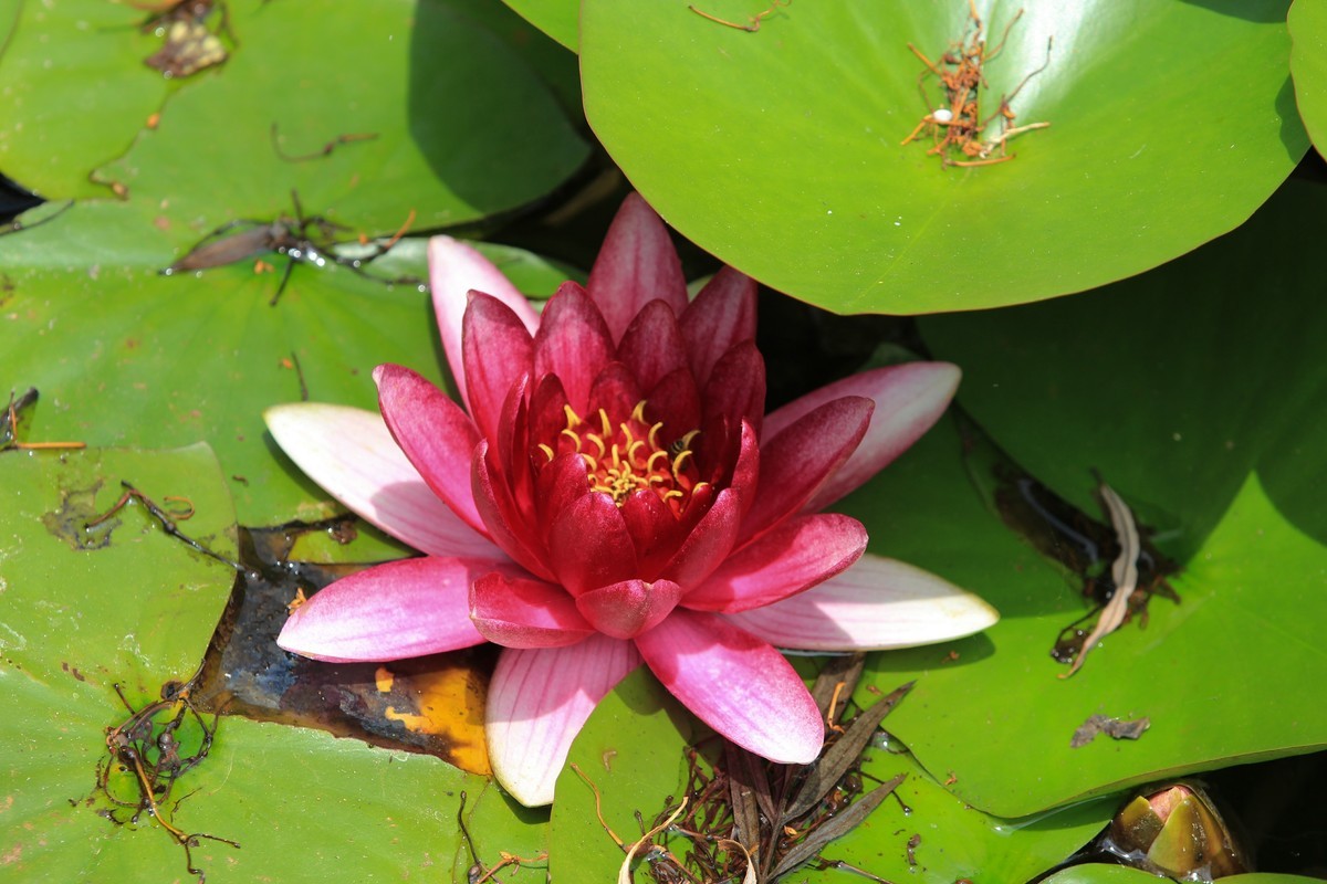 拍摄花卉一（640）