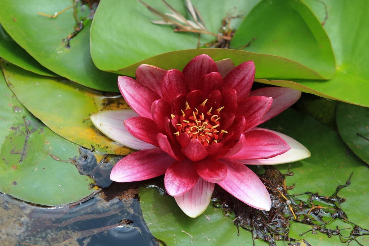 拍摄花卉一（640）