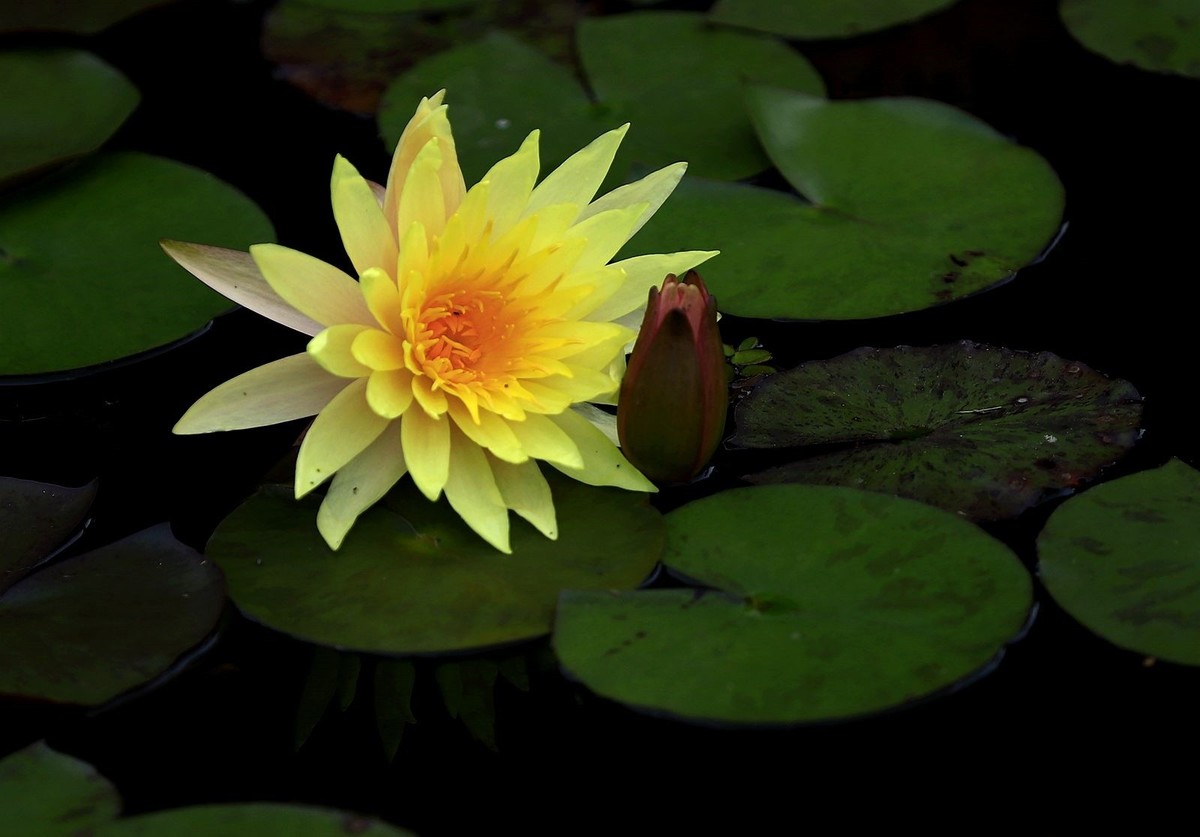 睡莲 (4)