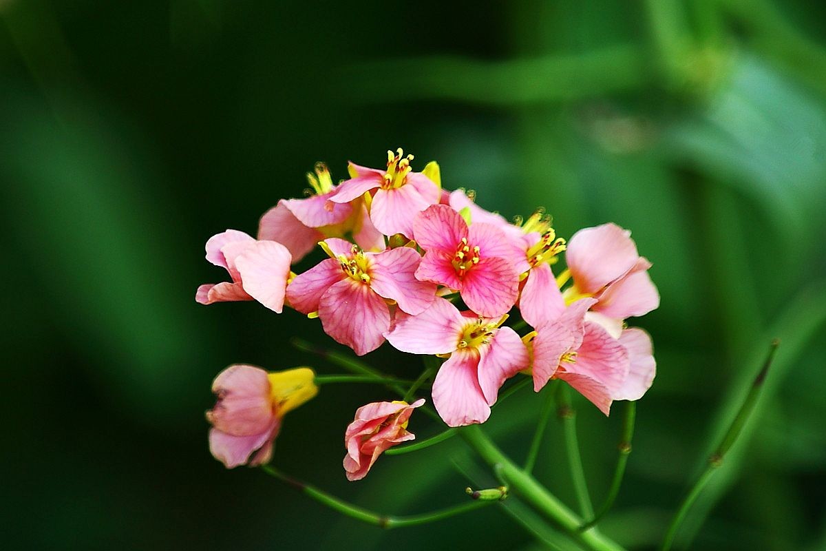 长江第一城——宜宾（十一）