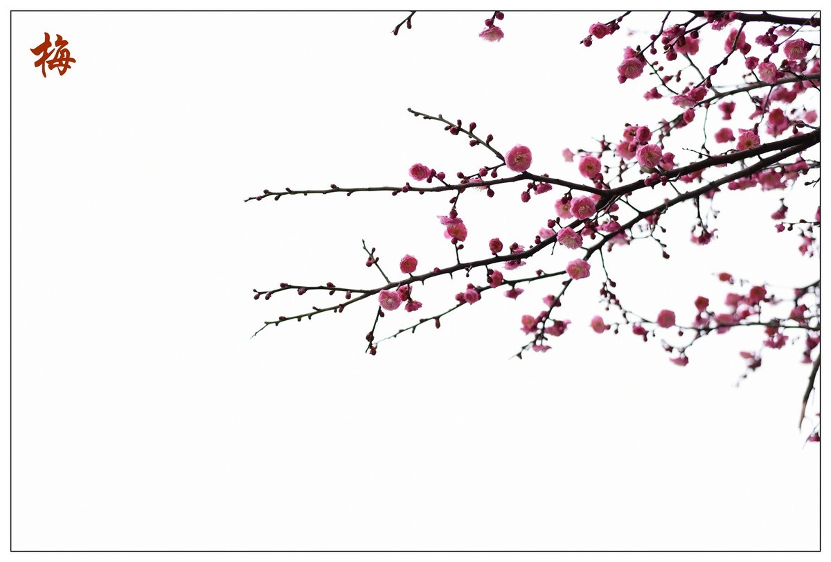 红梅