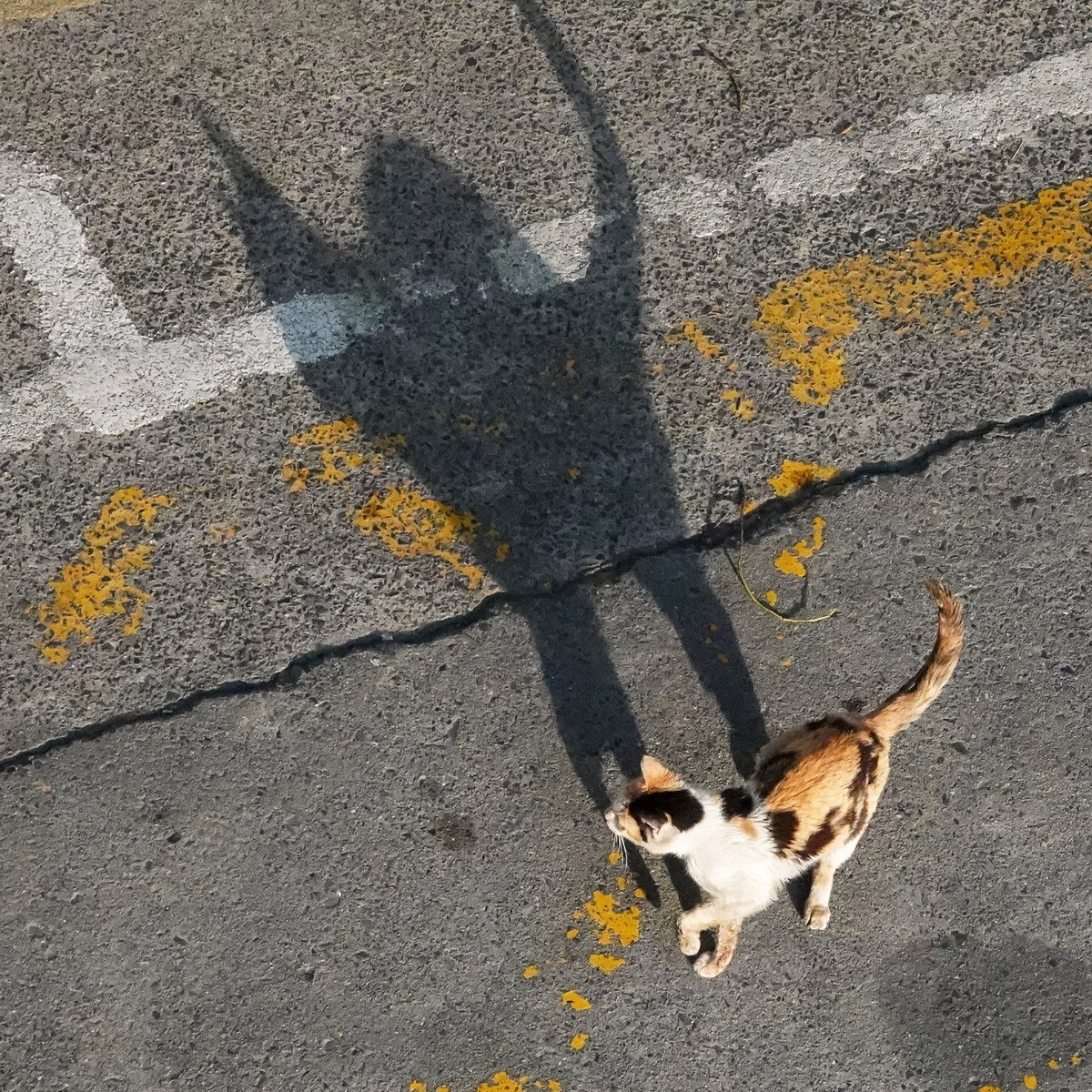 八楼视角3----饿瘦了的流浪猫