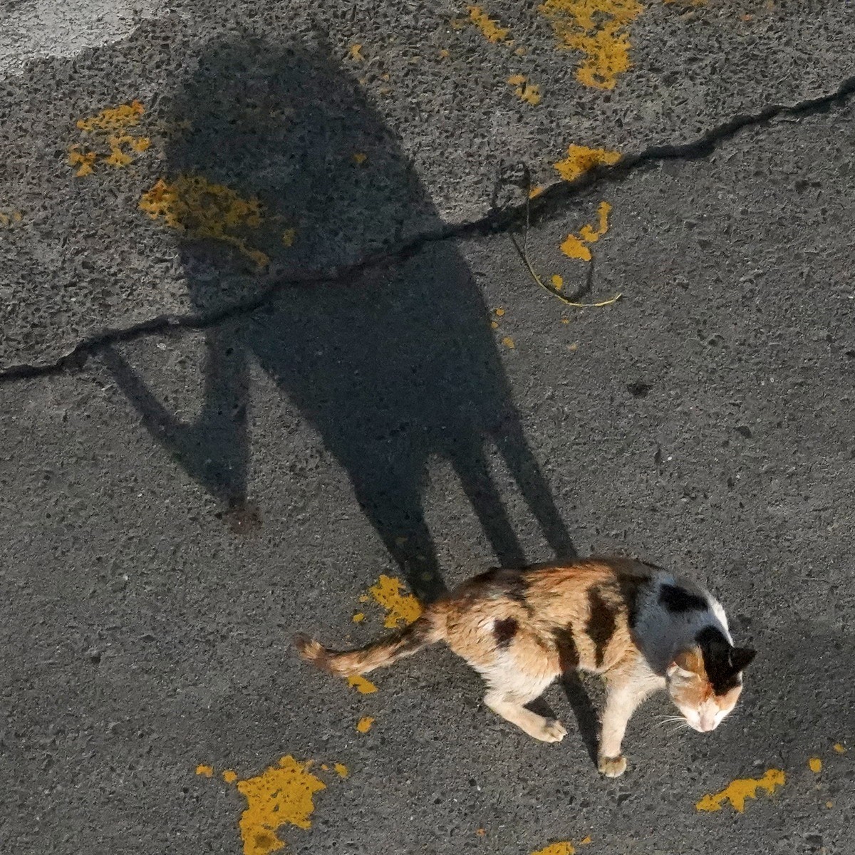 八楼视角3----饿瘦了的流浪猫