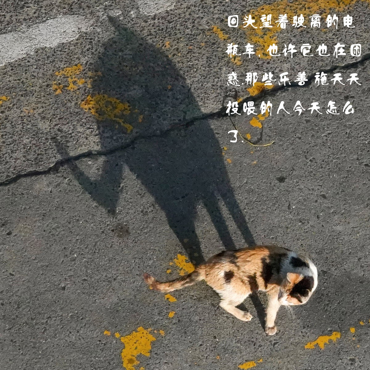 八楼视角3----饿瘦了的流浪猫