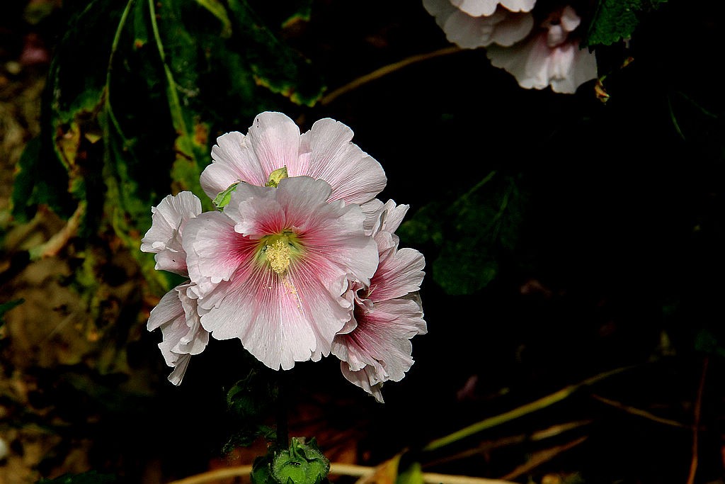 蜀葵花-5