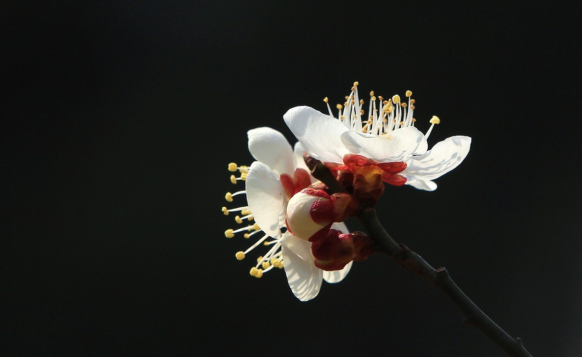 万分激动迎春帖改技术贴《春天梅花迎春花还有鸟和大妹妹》憋了三天终于上来了！
