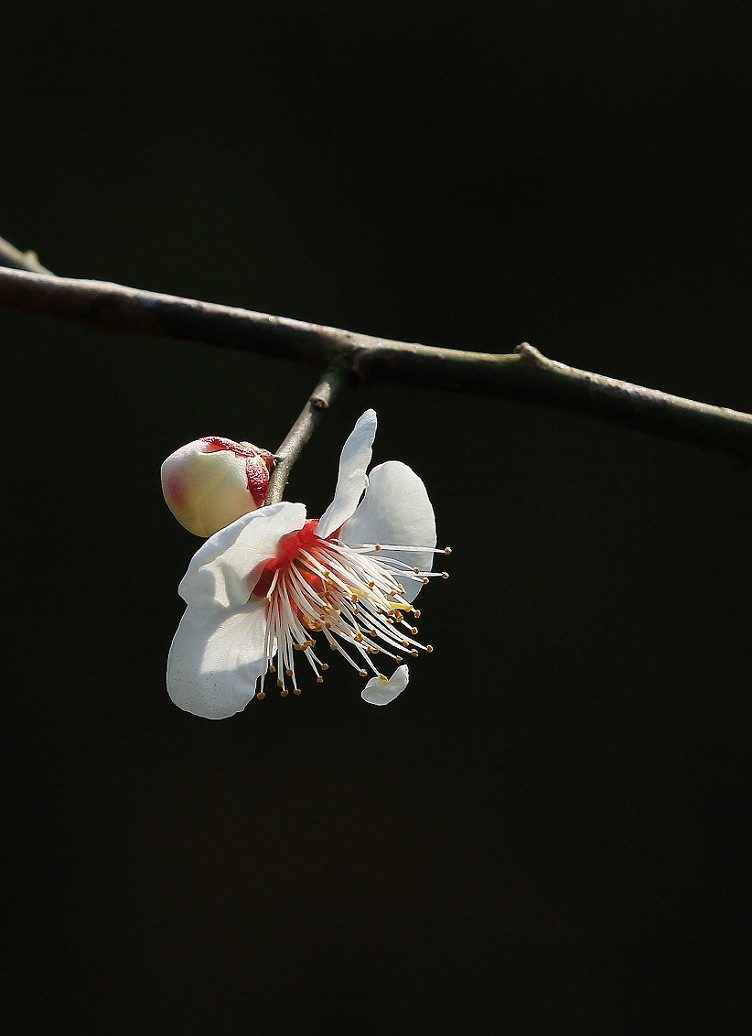 万分激动迎春帖改技术贴《春天梅花迎春花还有鸟和大妹妹》憋了三天终于上来了！