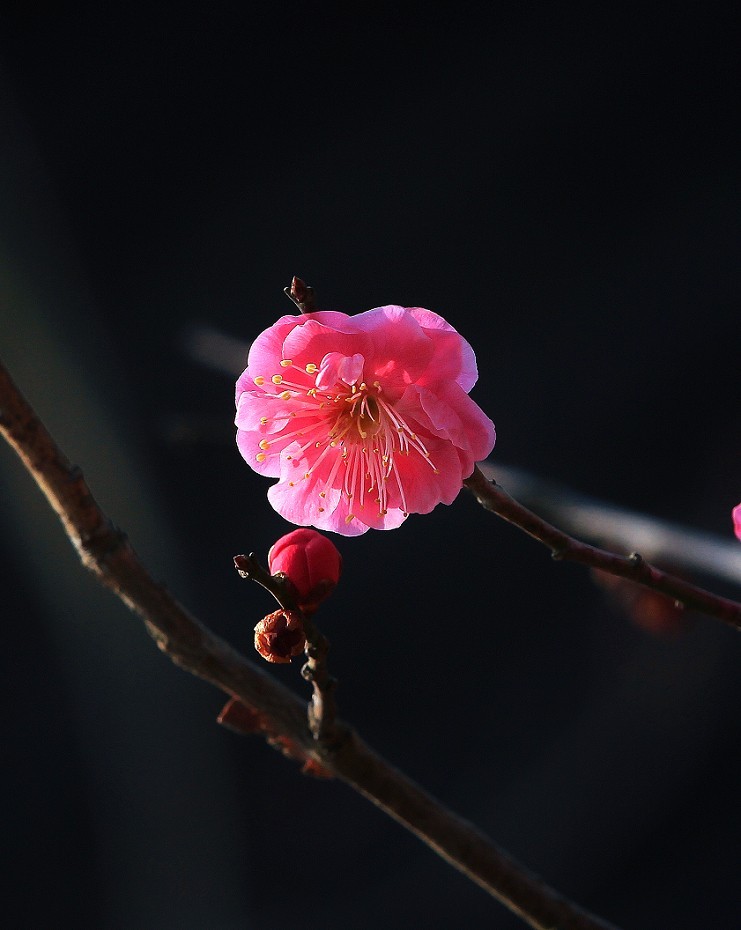 万分激动迎春帖改技术贴《春天梅花迎春花还有鸟和大妹妹》憋了三天终于上来了！