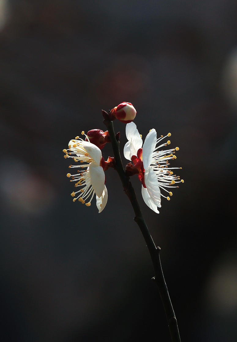 万分激动迎春帖改技术贴《春天梅花迎春花还有鸟和大妹妹》憋了三天终于上来了！